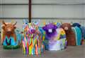 Your chance to own one of Highland Hospice's coos