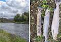 SEPA Spey fish deaths report published