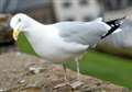 Animal aid charity urges against seagull cull in Inverness