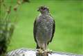 Sparrowhawk hunter had 'complete disregard for the law and our wildlife' at estate near Inverness