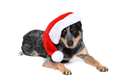 Inverness vet's festive pets warning