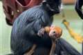 Bedfordshire zoo welcomes ‘ray of sunshine’ baby monkey