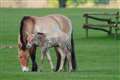 Critically endangered foal born at Whipsnade Zoo gives keepers ‘immense’ hope