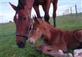 Surprise foal's a showstopper