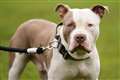 Do not neuter XL bully dogs until they are fully grown, MPs told