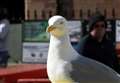 Could sonar be the solution to Inverness city centre’s gull problem?