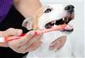 Prevention is better than cure for dog’s toothy problem