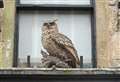 'Have you seen this owl?' – Search starts for Inverness city centre statue 