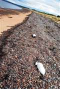 Clean up after dozens of dead birds found on Black Isle beach