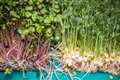 Microgreens and mature vegetables might both limit weight gain, study suggests
