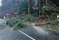 PICTURES: A82 closure latest as 'hazardous' trees removed from roadside