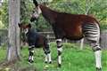‘Well-behaved’ baby okapi explores paddock at London Zoo for first time