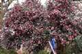 Trees and shrubs ‘laden’ with blossom thanks to weather over past year, says RHS