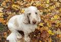 PETS FACTOR: Has your pet been enjoying the autumn leaves?