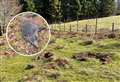 Action demanded as feral pigs wreak havoc above Loch Ness