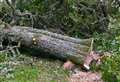 Developer accused of felling oak trees