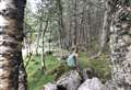 Magical Cannich woods