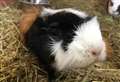 Vet Speak: Lots to think about before you take on a guinea pig