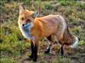 Concerns over fox hunts with guns in public woods