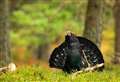 National survey results reveal capercaillie numbers at critically low levels