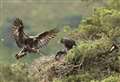 Golden eagle chick fledges at Dundreggan