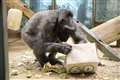 Delilah, the oldest gorilla in the UK, dies at Belfast Zoo