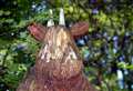 Efforts launched to mend Gruffalo face