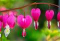 Top five romantic plants for Valentine's Day