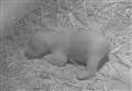 WATCH: New footage of adorable one-month-old polar bear cub at Highland Wildlife Park 