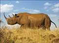 Why has the Western Black Rhino become extinct?