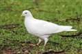 Peace broken by visit from 'ghost' dove