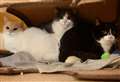 Can you give trio of cats a new home together?