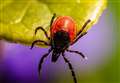 EXPLAINED: Lyme disease – why it’s on the rise and how to stay safe this spring