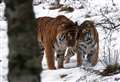 WATCH: First meeting of tigers at Highland Wildlife Park goes grrr-eat