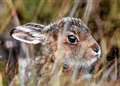 Future's looking brighter for mountain hares