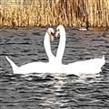 Is Valentine's Day romance in the air for bereaved swan at Inverness College UHI?