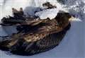Gamekeepers tried to save injured eagle