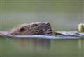 New research shows Scots want beavers moved not shot