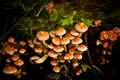 Fungi-tree planting could feed millions while capturing tonnes of carbon – study