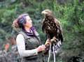 Bid to keep eagles safe from harm in the Highlands