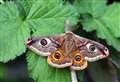 Public urged to look for woodland moths in Inverness