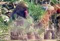 BREAKING NEWS: Missing Cairngorms snow monkey Honshu is captured using tranquilliser dart