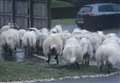 Un-baa-lievable: Sheep found wandering in an Inverness housing estate