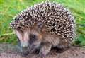 Baby hedgehog halts flight to Inverness