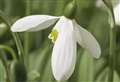 10 bulbs to buy now to add zing to your spring