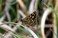 Chequered skipper is a beauty to behold