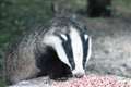 There is something magical about badgers