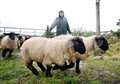 Farmers lose battle with HIE for better fencing to protect sheep