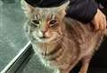 After more than a year on the prowl a Highland cat has been returned to his owner