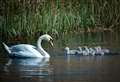 Swan death at Inverness Campus being investigated